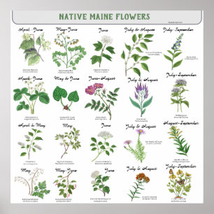 Maine Wildflowers Blossom Maand Latijnse naam Poster