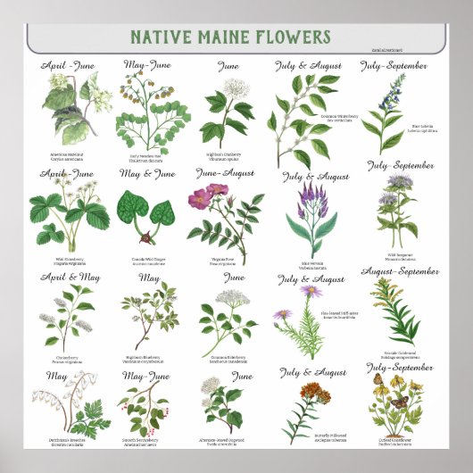 Maine Wildflowers Blossom Maand Latijnse naam Poster (Voorkant)