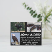 Maine Wildlife Briefkaart (Staand voorkant)