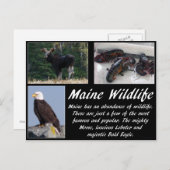 Maine Wildlife Briefkaart (Voorkant / Achterkant)