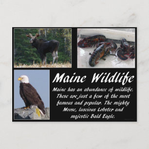 Maine Wildlife Briefkaart