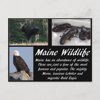 Maine Wildlife Briefkaart