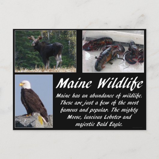Maine Wildlife Briefkaart (Voorkant)