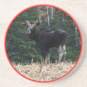 Maine Yearling Bull Moose Zandsteen Onderzetter