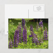 Maïnebloemen Briefkaart (Voorkant / Achterkant)