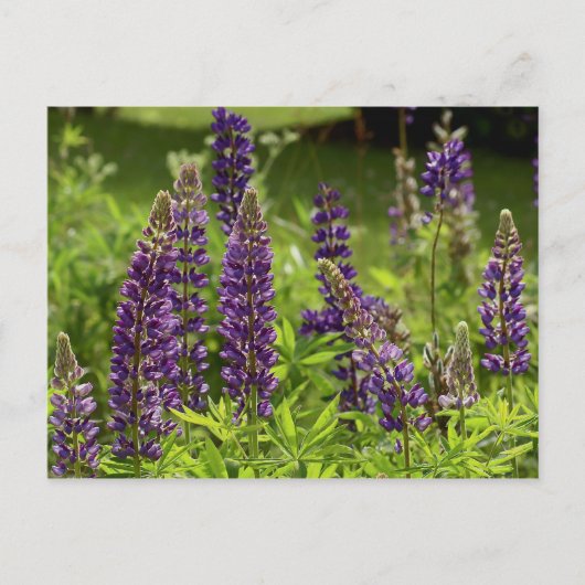 Maïnebloemen Briefkaart (Voorkant)