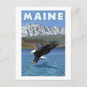 MaineEagle Vist Briefkaart (Voorkant)
