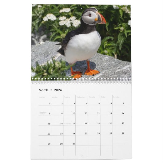 Maine's Puffins: Coasting in de Kalender van 2025 (Mar 2026)