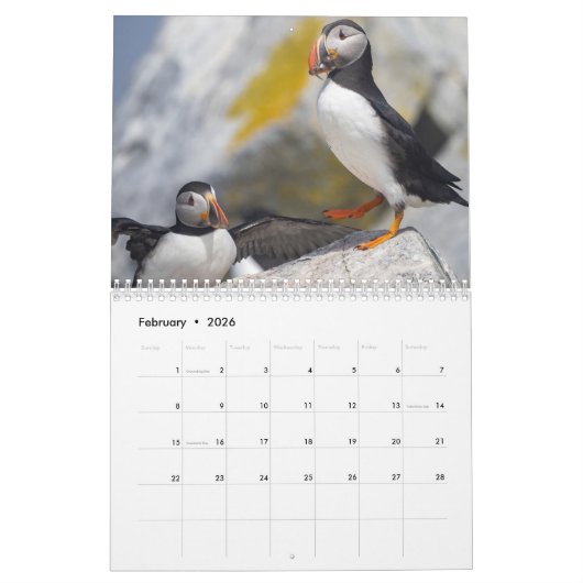 Maine's Puffins: Coasting in de Kalender van 2025 (Feb 2026)