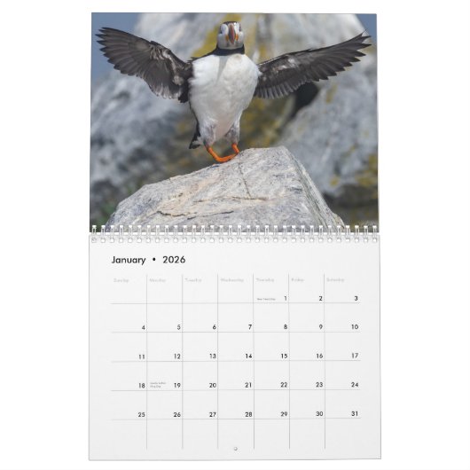 Maine's Puffins: Coasting in de Kalender van 2025 (Jan 2026)