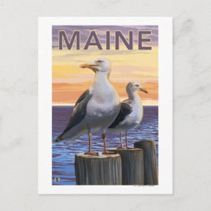 MaineSea Gulls Scene Briefkaart