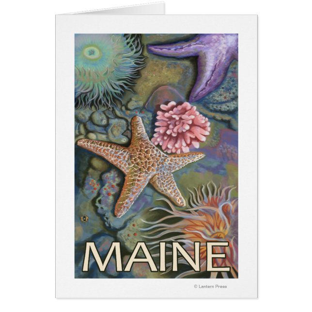 MaineTidepool Scene (Voorkant)