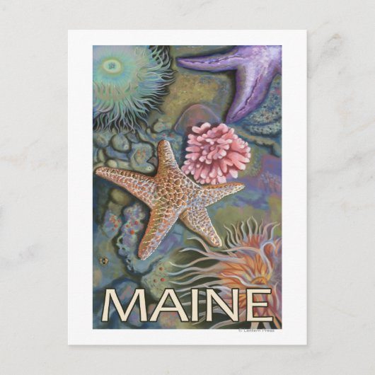 MaineTidepool Scene Briefkaart (Voorkant)