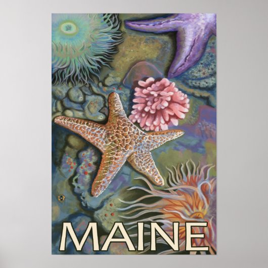MaineTidepool Scene Poster (Voorkant)