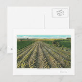 MaineView of a Potato Boerderij in Maine Briefkaart (Voorkant / Achterkant)