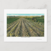 MaineView of a Potato Boerderij in Maine Briefkaart (Voorkant)