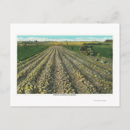 MaineView of a Potato Boerderij in Maine Briefkaart (Voorkant)
