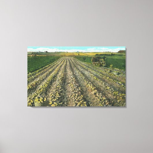 MaineView of a Potato Boerderij in Maine Canvas Afdruk (Voorkant)