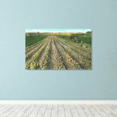 MaineView of a Potato Boerderij in Maine Canvas Afdruk (Insitu (Houten vloer))