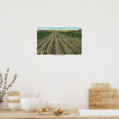 MaineView of a Potato Boerderij in Maine Poster (Keuken)