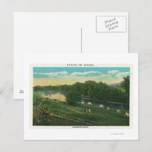 MaineView of Koeien Homeward Bound Briefkaart (Voorkant / Achterkant)