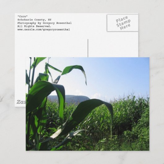 maïs briefkaart (Voorkant / Achterkant)