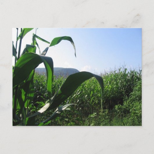 maïs briefkaart (Voorkant)