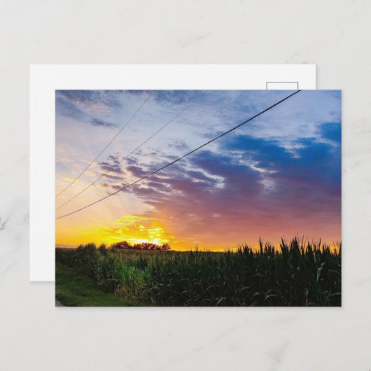 Maïs voor romantiek briefkaart (Voorkant / Achterkant)