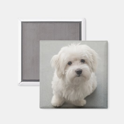 Maisie Coton de Tulear Puppy Magneet (Voorkant / Achterkant)