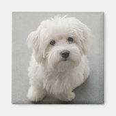 Maisie Coton de Tulear Puppy Magneet (Voorkant)