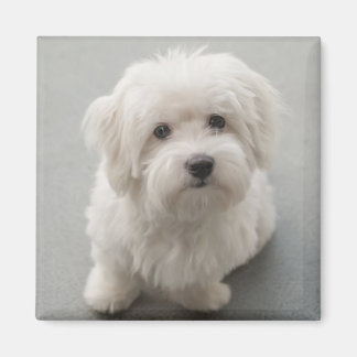 Maisie Coton de Tulear Puppy Magneet