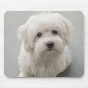 Maisie Coton de Tulear Puppy Muismat