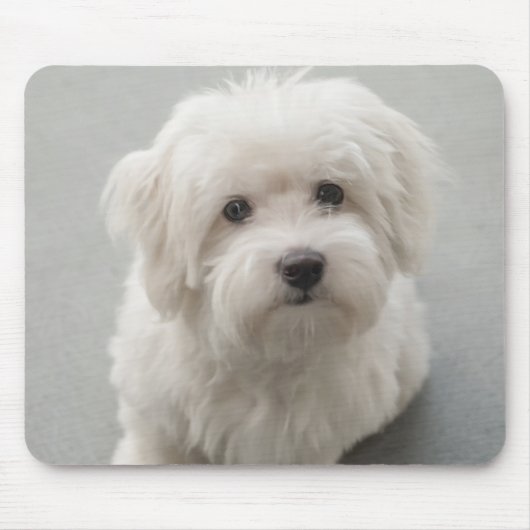 Maisie Coton de Tulear Puppy Muismat (Voorkant)