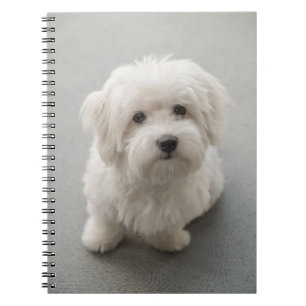 Maisie Coton de Tulear Puppy Notitieboek