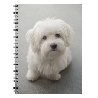 Maisie Coton de Tulear Puppy Notitieboek
