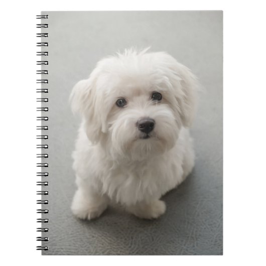 Maisie Coton de Tulear Puppy Notitieboek (Voorkant)