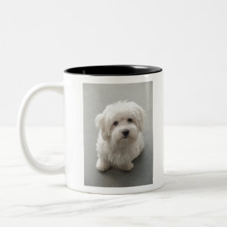 Maisie Coton de Tulear Puppy Tweekleurige Koffiemok