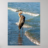 Maissevogel Blauwe golven Foto Poster (Voorkant)