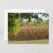 Maïsstelen in Field Ready for Harvest Briefkaart (Voorkant / Achterkant)