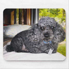 Maitai The Poodle, Muismat. Muismat