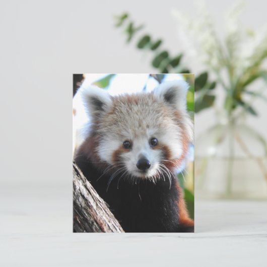 Maiya The Red Panda Briefkaart (Staand voorkant)