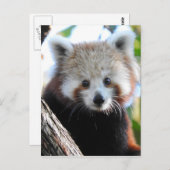 Maiya The Red Panda Briefkaart (Voorkant / Achterkant)