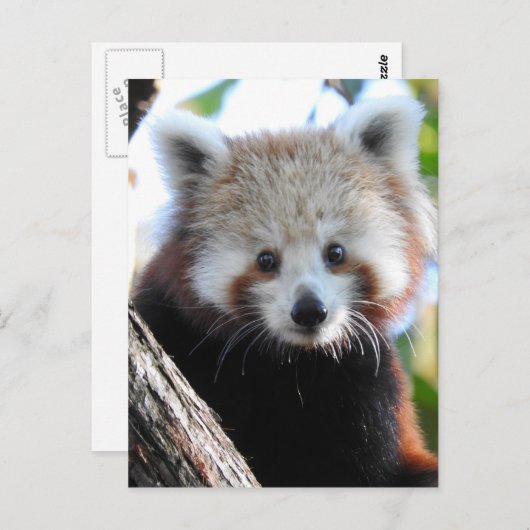 Maiya The Red Panda Briefkaart (Voorkant / Achterkant)