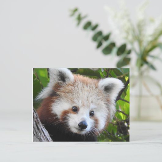 Maiya The Red Panda Briefkaart (Staand voorkant)