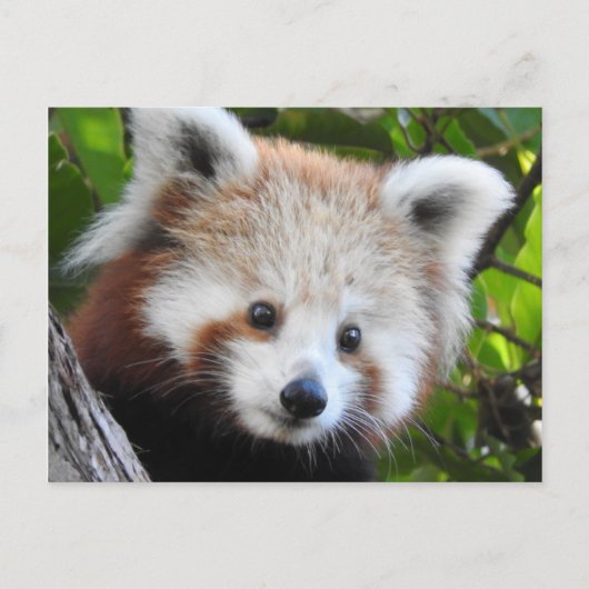 Maiya The Red Panda Briefkaart (Voorkant)