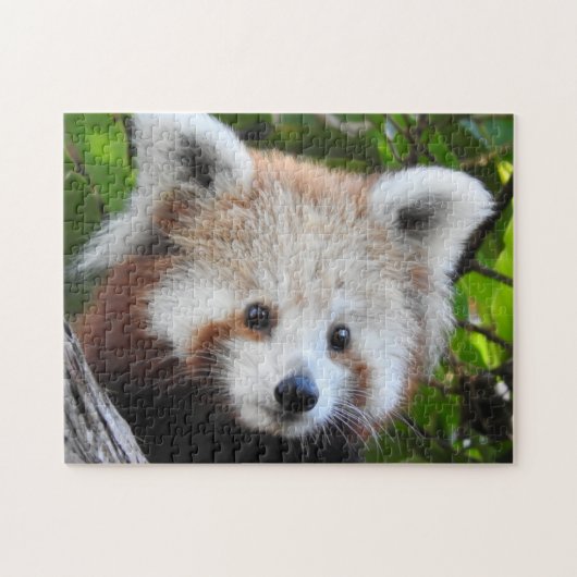 Maiya The Red Panda Legpuzzel (Horizontaal)