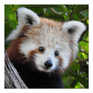 Maiya The Red Panda Poster
