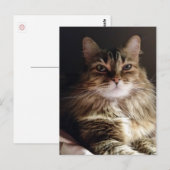 Majesteit en mooie kat briefkaart (Voorkant / Achterkant)