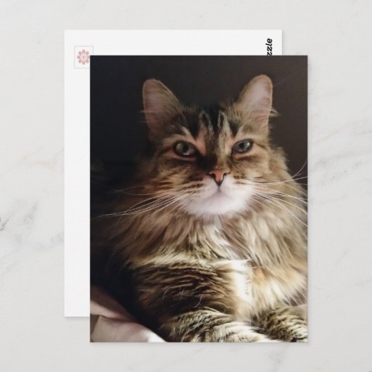 Majesteit en mooie kat briefkaart (Voorkant / Achterkant)