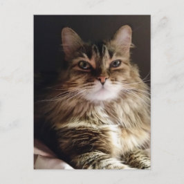 Majesteit en mooie kat briefkaart